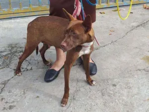 Cachorro raça SRD idade 1 ano nome Nina