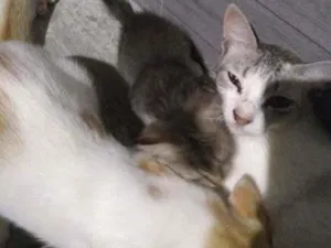 Gato raça Mestiço  idade 2 a 6 meses nome B1