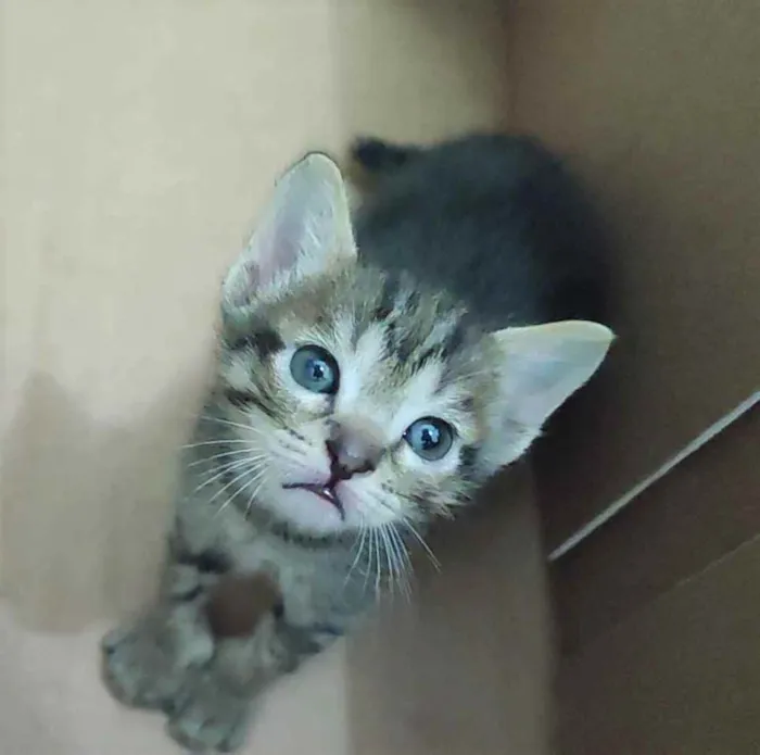 Gato raça SRD idade Abaixo de 2 meses nome Gatinhas para adoção