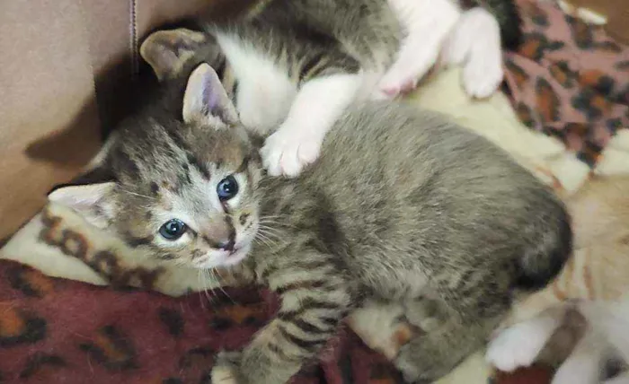Gato raça SRD idade Abaixo de 2 meses nome Gatinhas para adoção