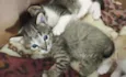 Gatinhas para adoção