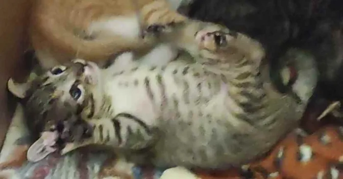 Gato raça SRD idade Abaixo de 2 meses nome Gatinhas para adoção