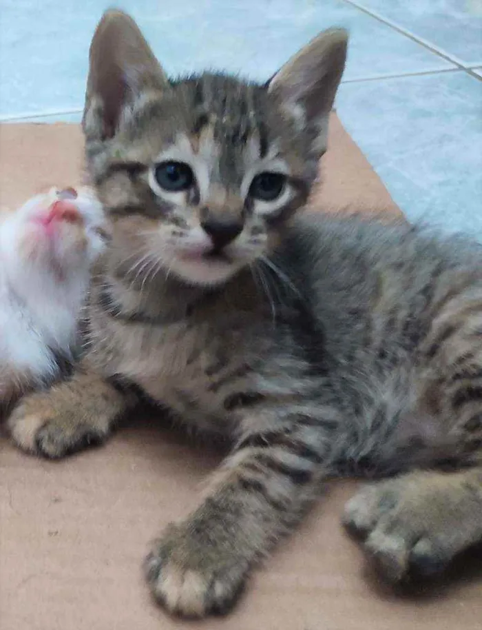 Gato raça SRD idade Abaixo de 2 meses nome Gatinhas para adoção