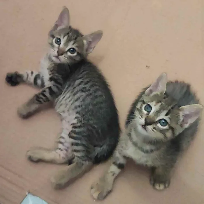 Gato raça SRD idade Abaixo de 2 meses nome Gatinhas para adoção
