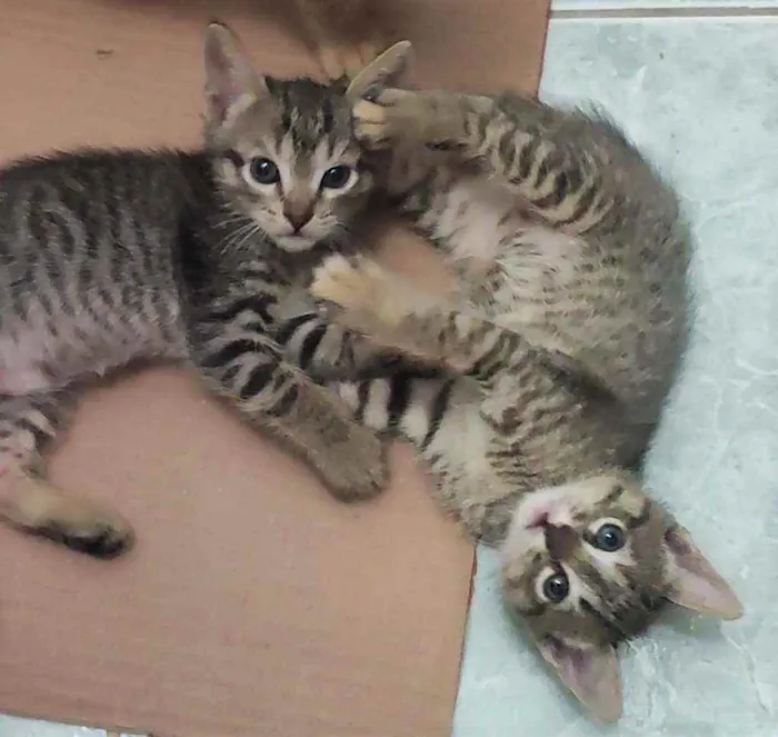 Gato raça SRD idade Abaixo de 2 meses nome Gatinhas para adoção