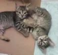 Gatinhas para adoção