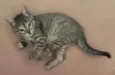 Gatinhas para adoção