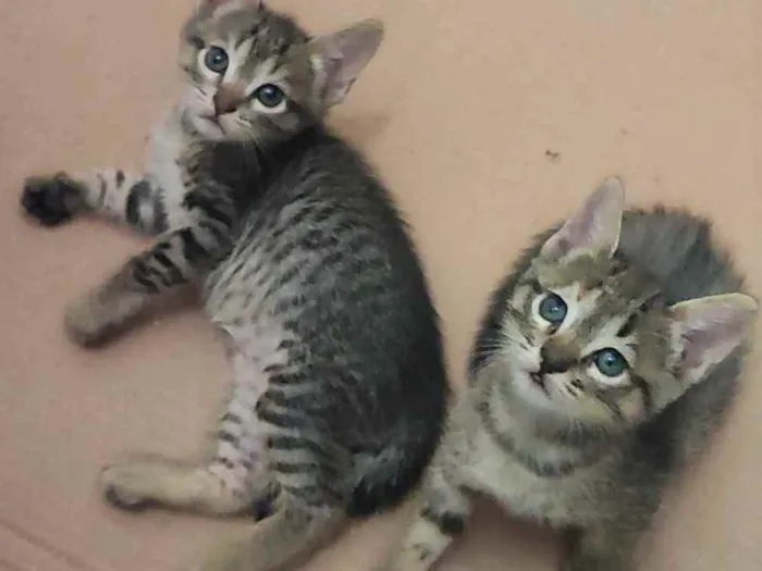 Gato raça SRD idade Abaixo de 2 meses nome Gatinhas para adoção