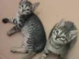 Gatinhas para adoção