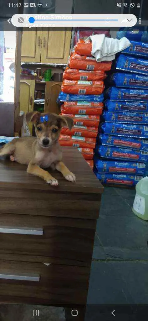 Cachorro ra a Mix pinsher idade 2 a 6 meses nome Melissa
