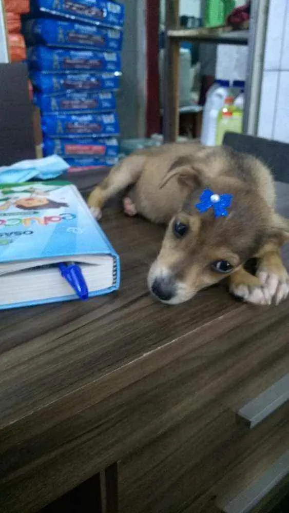 Cachorro ra a Mix pinsher idade 2 a 6 meses nome Melissa