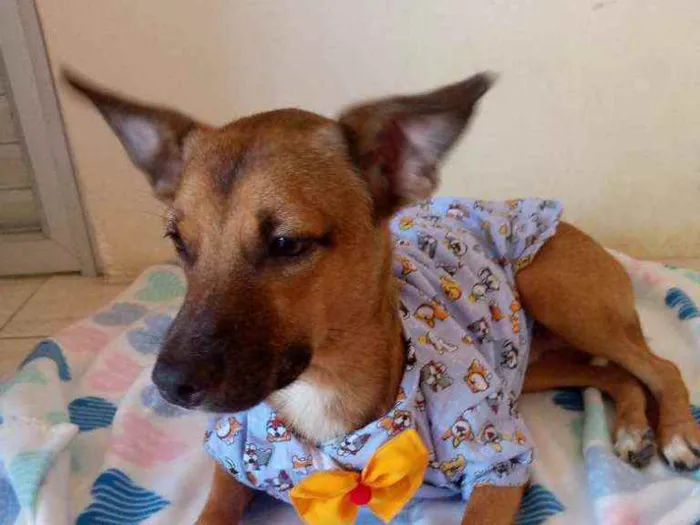 Cachorro raça Srd idade 7 a 11 meses nome Mickey