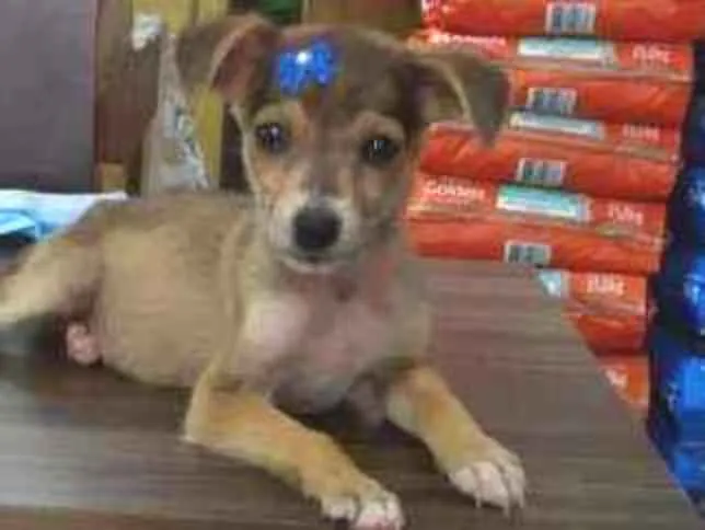 Cachorro ra a Mix pinsher idade 2 a 6 meses nome Melissa
