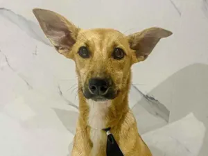 Cachorro raça SRD idade 2 a 6 meses nome Bat