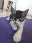 Massinha