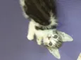Massinha