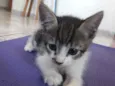 Massinha