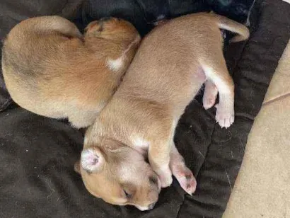 Cachorro raça Labrador com Vira Lata idade Abaixo de 2 meses nome Sem nomes, filhotes