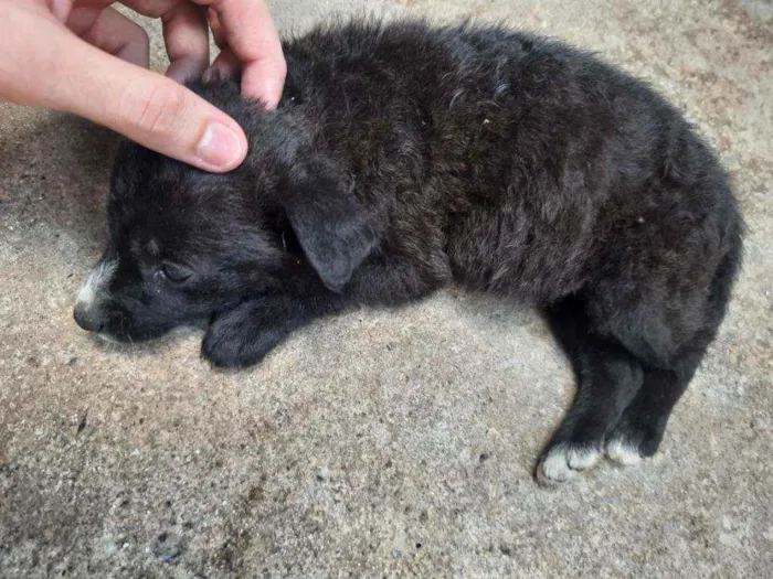 Cachorro ra a Vira Lata idade 2 a 6 meses nome Filhotes