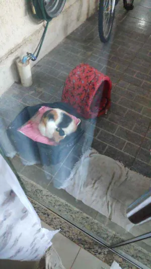Gato raça sem raça definida idade 7 a 11 meses nome Sem nomes 