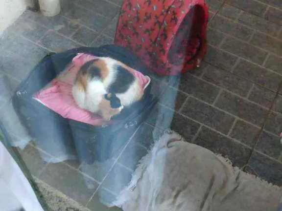 Gato raça sem raça definida idade 7 a 11 meses nome Sem nomes 