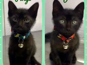 Gato raça SRD  idade Abaixo de 2 meses nome Joel e Pingo 