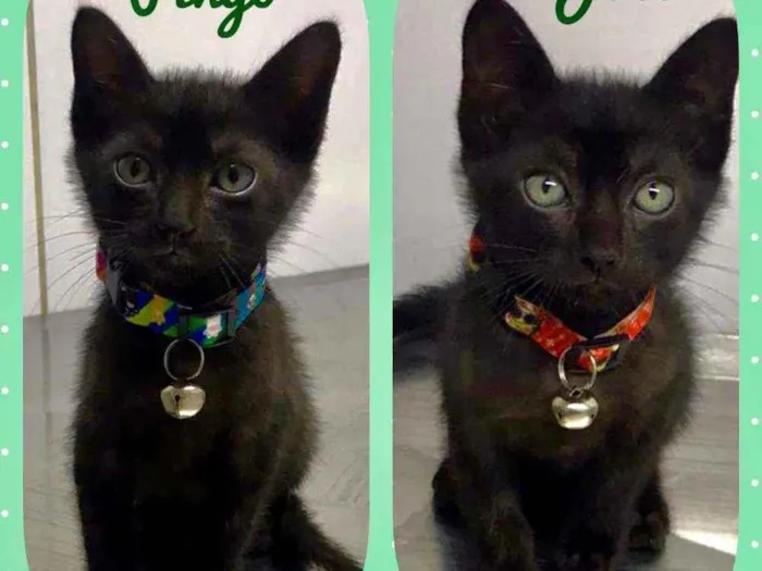 Gato raça SRD  idade Abaixo de 2 meses nome Joel e Pingo 