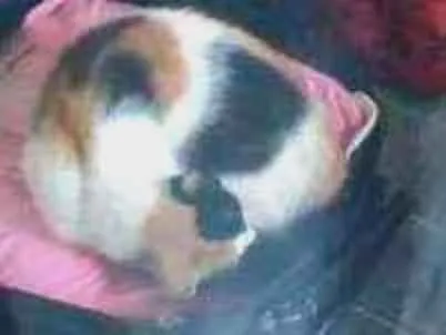 Gato raça sem raça definida idade 7 a 11 meses nome Sem nomes 