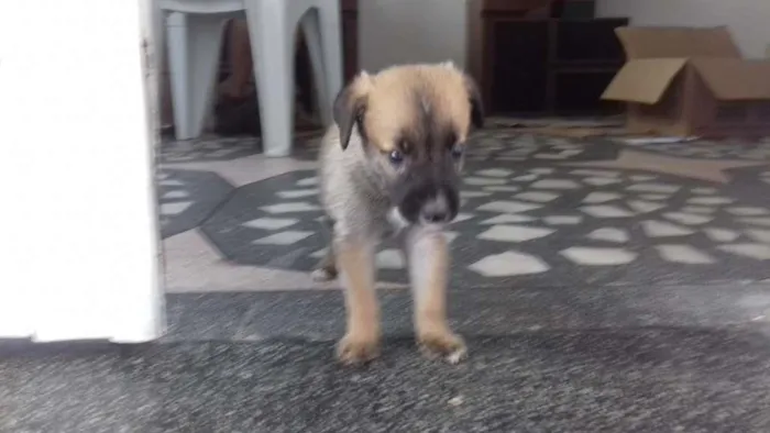 Cachorro ra a Raça não definida  idade Abaixo de 2 meses nome Lindo filhote trelos