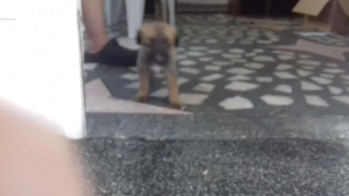 Cachorro ra a Raça não definida  idade Abaixo de 2 meses nome Lindo filhote trelos