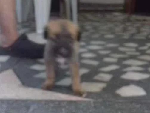 Cachorro ra a Raça não definida  idade Abaixo de 2 meses nome Lindo filhote trelos