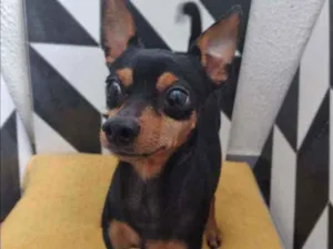 Cachorro raça Pincher  idade 5 anos nome Theylon