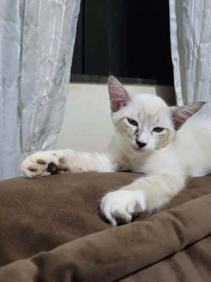 Gato ra a Vira lata idade 2 a 6 meses nome Toland