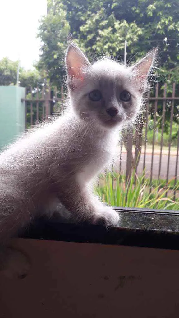 Gato ra a Vira lata idade 2 a 6 meses nome Toland