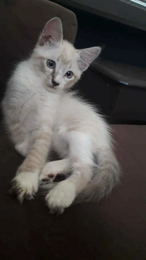 Gato ra a Vira lata idade 2 a 6 meses nome Toland