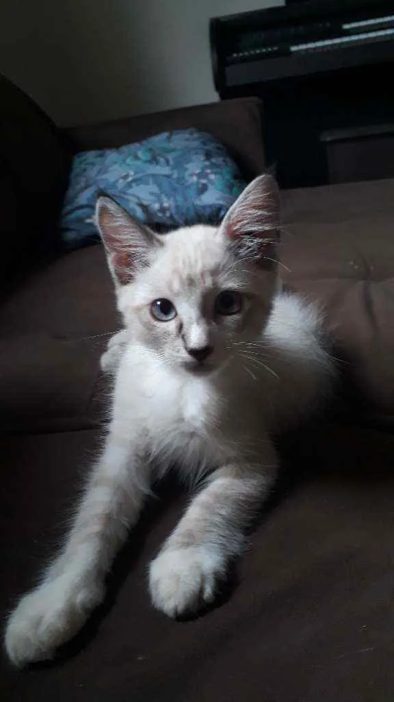 Gato ra a Vira lata idade 2 a 6 meses nome Toland