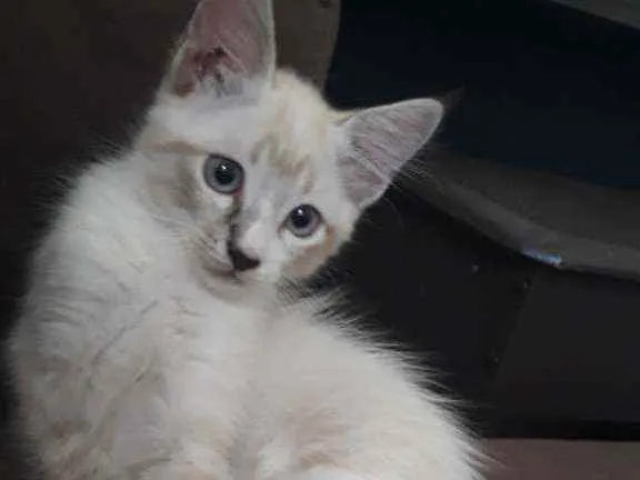 Gato ra a Vira lata idade 2 a 6 meses nome Toland