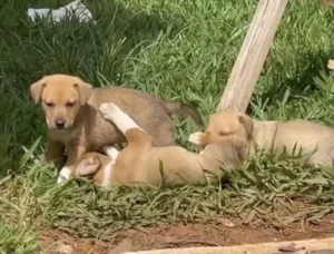 Cachorro raça Sem raça  idade 2 a 6 meses nome Sem nome 