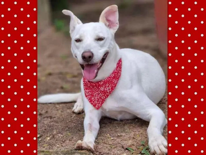 Cachorro ra a SRD idade 3 anos nome LUA