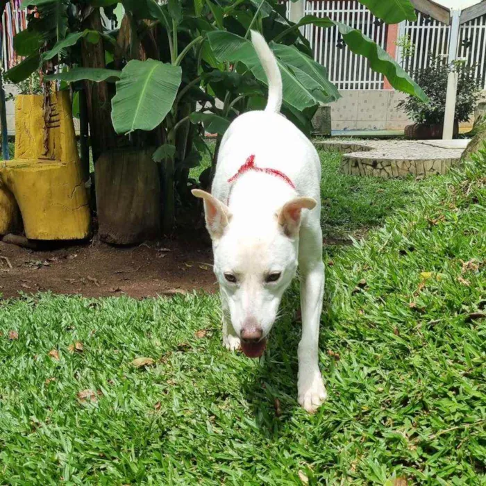 Cachorro ra a SRD idade 3 anos nome LUA