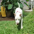 LUA