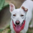 LUA