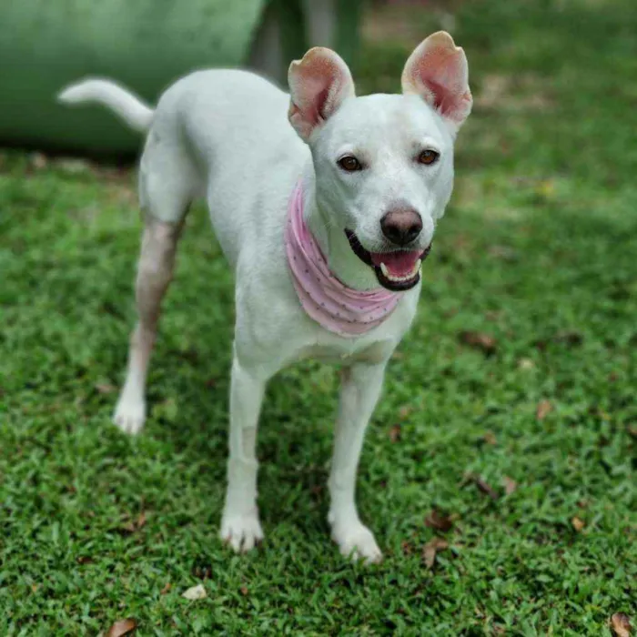 Cachorro ra a SRD idade 3 anos nome LUA