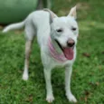 LUA