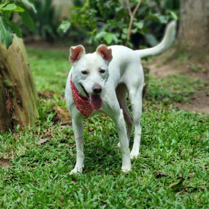 Cachorro ra a SRD idade 3 anos nome LUA