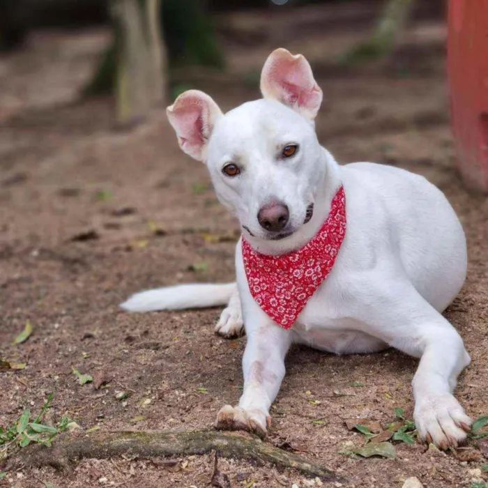 Cachorro ra a SRD idade 3 anos nome LUA