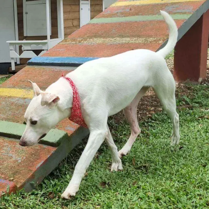 Cachorro ra a SRD idade 3 anos nome LUA