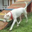 LUA