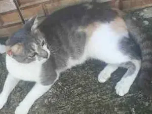 Gato raça Vira lata idade 2 anos nome Sem nome