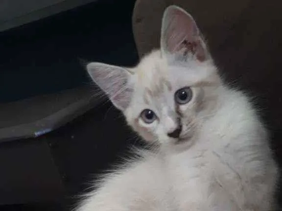 Gato ra a Vira lata idade 2 a 6 meses nome Toland